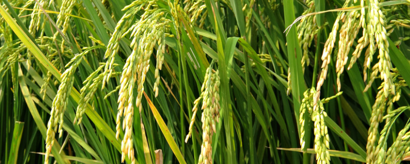 昱香两优香丝水稻种子介绍，秧田亩播种量10.0千克