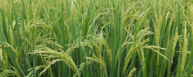 佳湘占水稻种子介绍，籼型常规一季稻品种