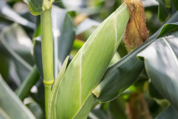 清甜糯719玉米种子介绍，注意防涝抗旱及病虫防治