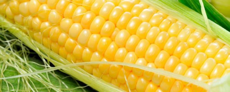 清甜糯719玉米种子介绍，注意防涝抗旱及病虫防治
