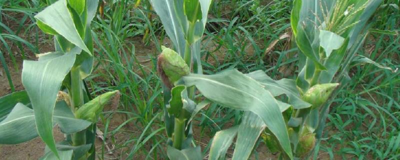 锐福99玉米品种的特性，注意防涝抗旱及病虫防治