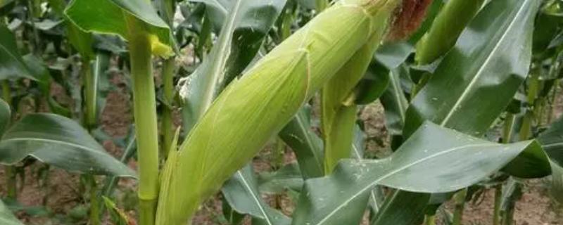 楚玉518玉米种子介绍，一次性播种全苗