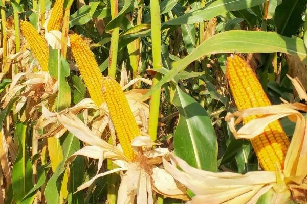 昊糯3号玉米种子简介，注意防涝抗旱及病虫防治