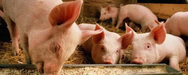 夏天猪不吃食的原因，可能是天气炎热或者食欲不振等