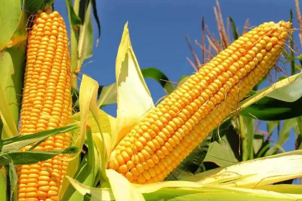 金卡甜3003玉米品种简介，该品种株型平展