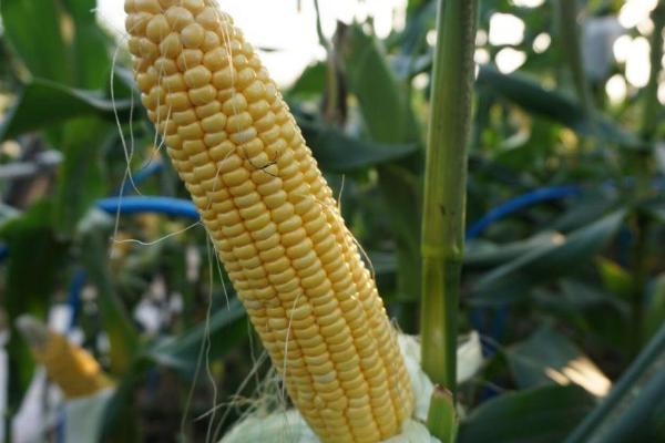 桂单565玉米种子特征特性，大喇叭期可用注意防治玉米螟