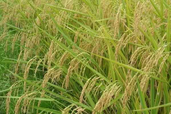 柳丰莉占水稻种子特点，感温型常规水稻品种