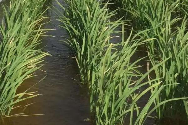 明两优468水稻种子简介，高寒山区5月10日前播种