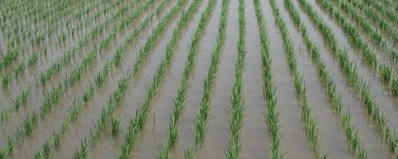 香两优663水稻种子简介，全生育期晚稻112.3天