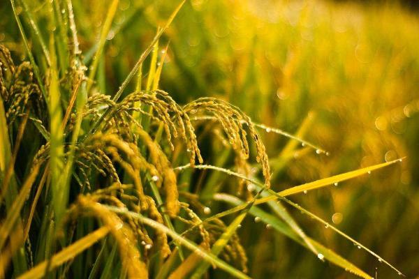 山香丝苗水稻种子简介，感温籼型常规水稻品种