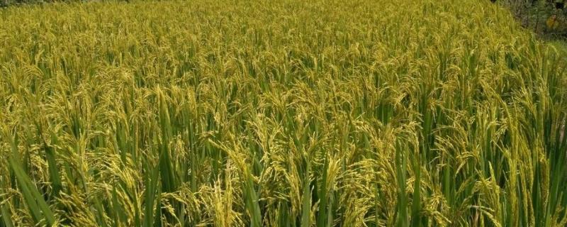 信优糯721水稻种简介，桂南晚稻6月中下旬播种