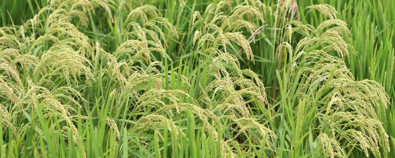 芳香优华珍水稻种子特点，每亩有效穗数18.0万