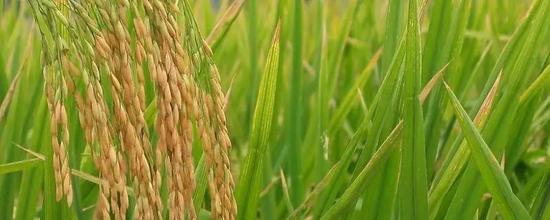 泰优6355水稻种简介，作晚稻一般在7月上旬播种