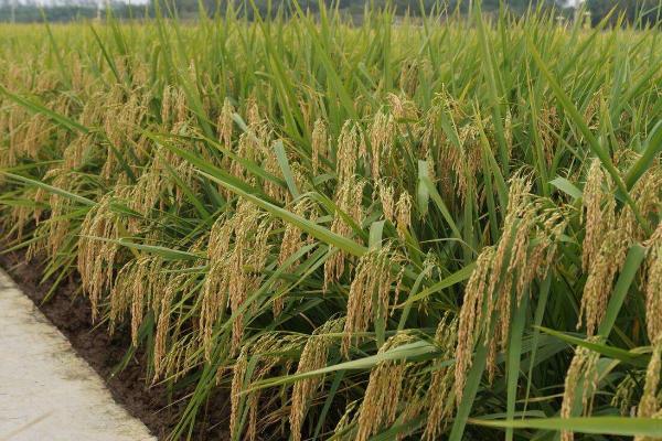 信优糯721水稻种简介，桂南晚稻6月中下旬播种