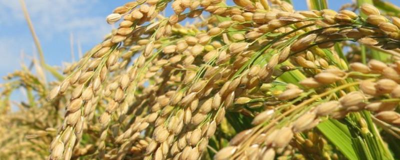 孟两优151水稻种子简介，桂中南部7月10日前播种