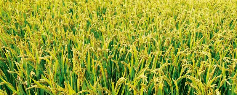 珍香优908水稻种子特征特性，感温籼型三系杂交水稻品种