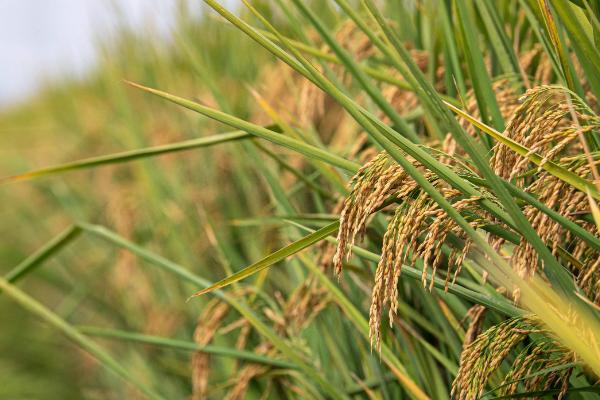 发两优香妃娜水稻种子特点，每亩有效穗数16.7万