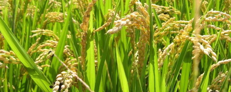 瑞两优1819水稻种子特征特性，全生育期112.1天