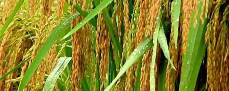 幸福优1899水稻品种的特性，全生育期112.1天