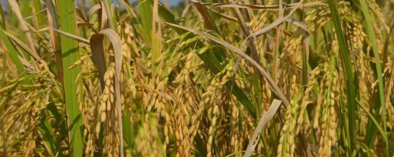 旺香优720水稻种子特点，该组合属多穗小粒型品种