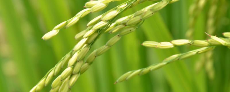 泰优粤禾丝苗水稻种简介，每亩有效穗数20.1万