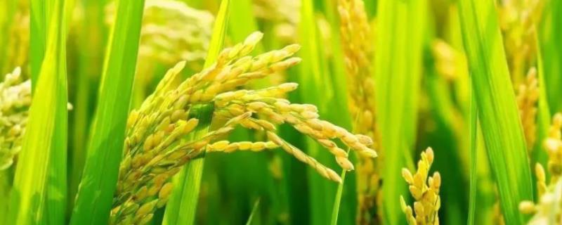 广粮新桂水稻品种的特性，感温籼型常规水稻品种