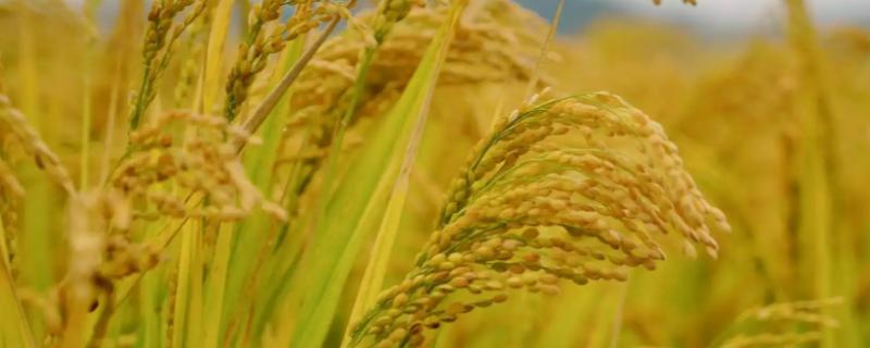 泰优298水稻种子特征特性，桂北晚稻6月20日前播种
