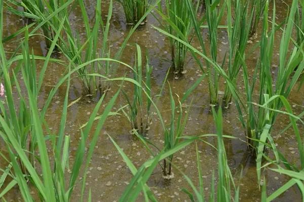 瑞优121水稻种子介绍，每亩有效穗数18.1万