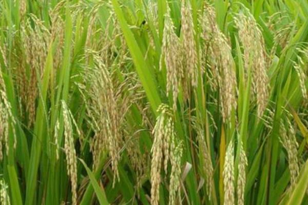 甬优6715水稻种子介绍，晚稻以7月上旬播种