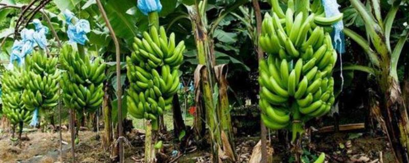 香蕉的产地分布，我国主要分布在广东、广西、福建、台湾等地