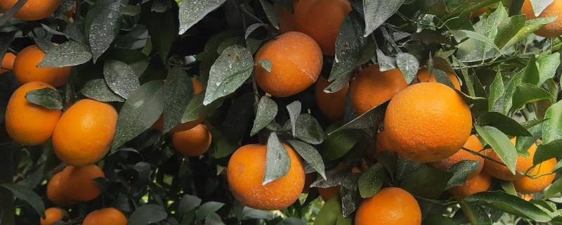 广西橘子有哪些品种，沃柑和砂糖橘都非常常见