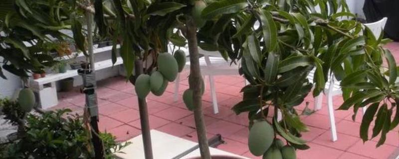 芒果树盆栽养殖方法，适时打顶和摘心处理