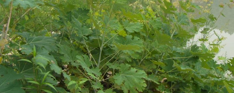 博落回是什么植物，是罂粟科多年生直立草本植物