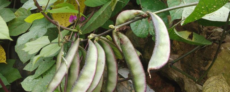 如何判断扁豆是否成熟，成熟后会变为暗绿色或深绿色