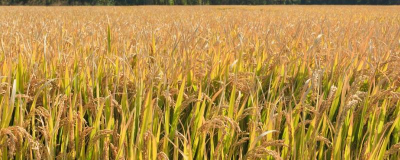 中银优丝苗水稻品种简介，晚稻在7月10日前播种