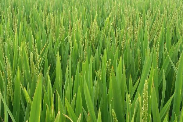 糯两优6191水稻品种简介，宜于6月初至7月底前播种