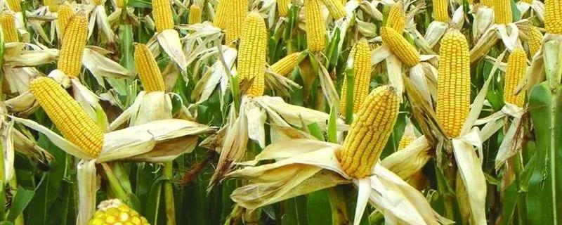 渝单818玉米品种的特性，3月中下旬播种育苗为宜