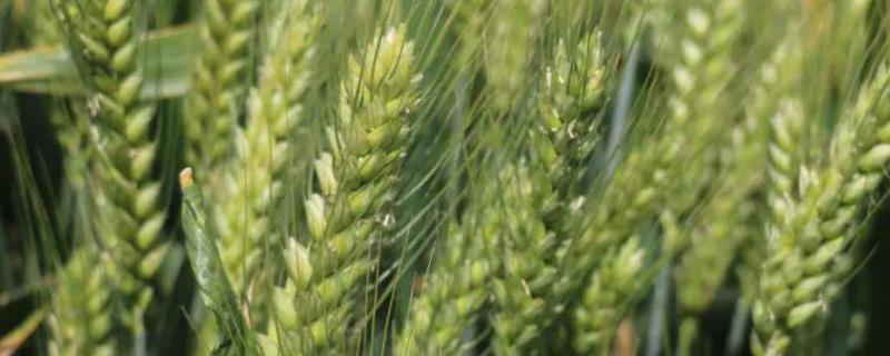 川糯麦1456小麦种子特征特性，中抗条锈病和白粉病