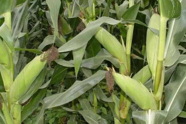 劲单14玉米种子特征特性，注意防治纹枯病