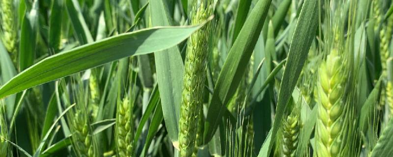 川育33小麦品种简介，春性常规品种