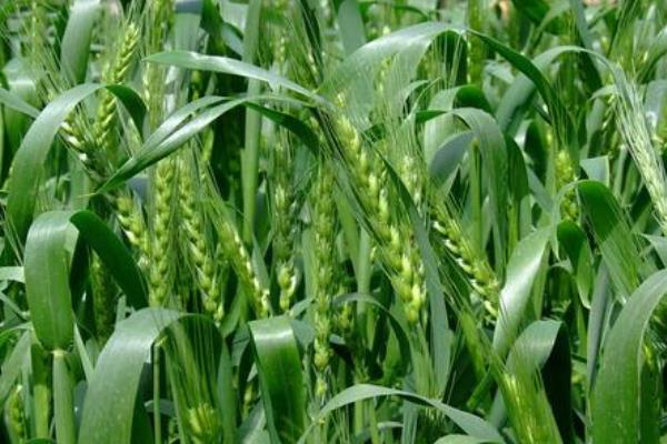 川育33小麦品种简介，春性常规品种