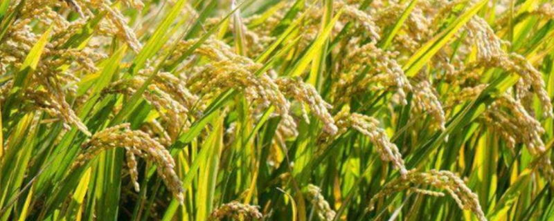 巴6优132水稻种简介，注意防治稻瘟病