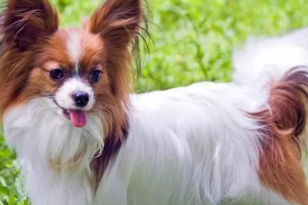 蝴蝶犬好不好养，适应能力相当强容易养
