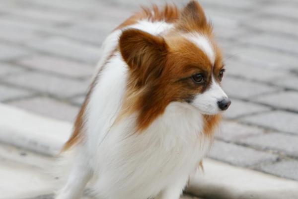 蝴蝶犬好不好养，适应能力相当强容易养
