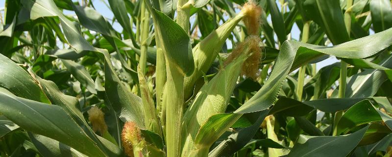 康青玉889玉米种子特征特性，春播平均生育期117.2天