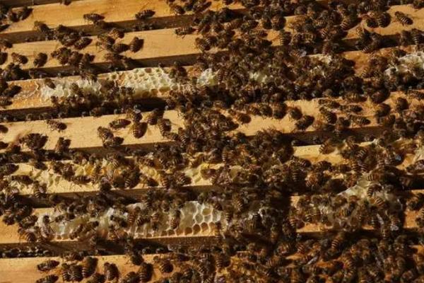 蜜蜂快速繁殖技术，可同群同箱分蜂或继箱底箱分蜂等