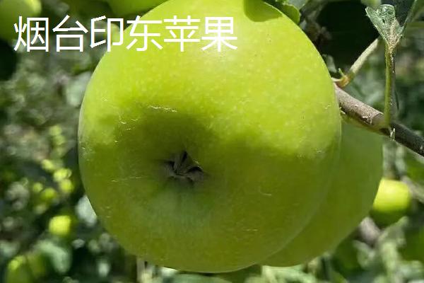 青苹果的优良品种，包括陕西青苹果等品种