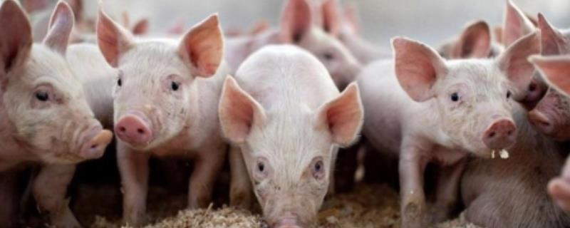 母猪二胎不发情怎么办，可增加饲喂量和喂食优质饲料等