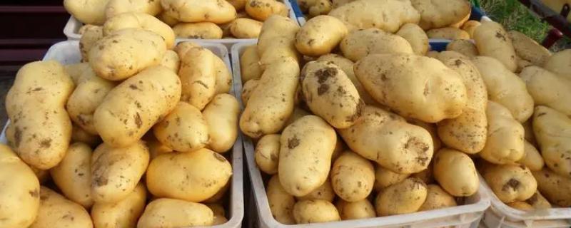 土豆常见的种类，常见黑土豆、白土豆和彩色土豆等