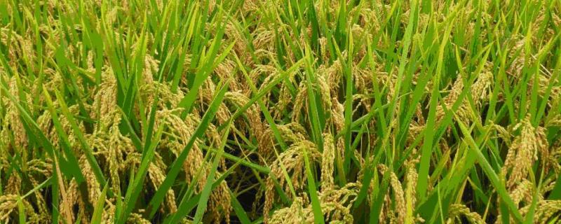水稻生长特性及对环境的要求，不同阶段的需求不同